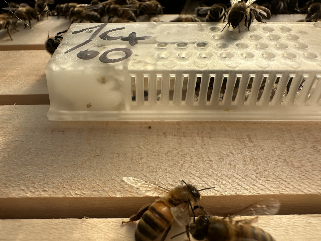 Königin im Beisetz-Käfig auf Waben-Oberträgern