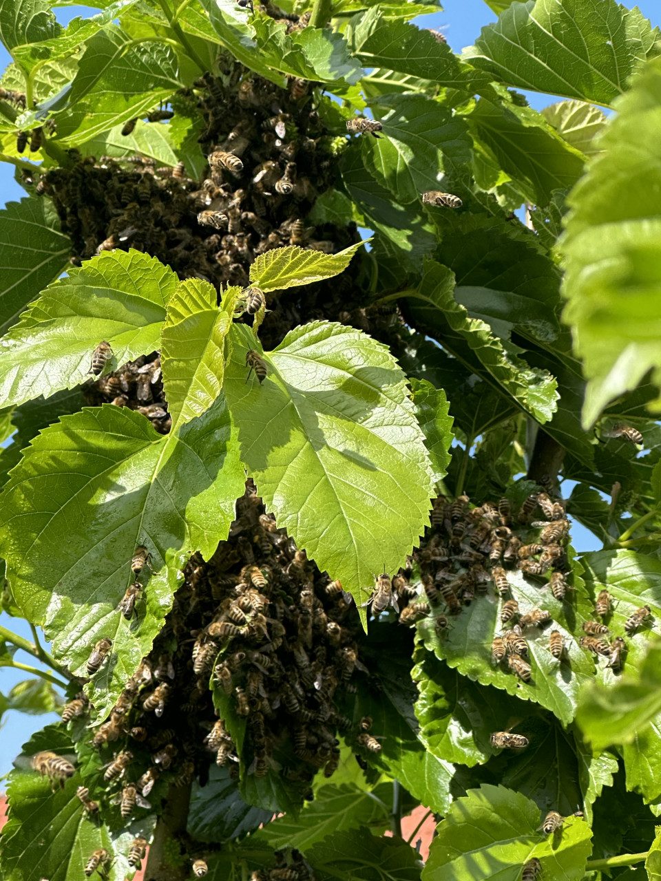 Carnica im Maulbeerbaum