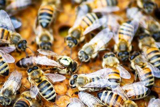 Bienenkönigin, die sich unter den Ablagebienen versteckt hat.