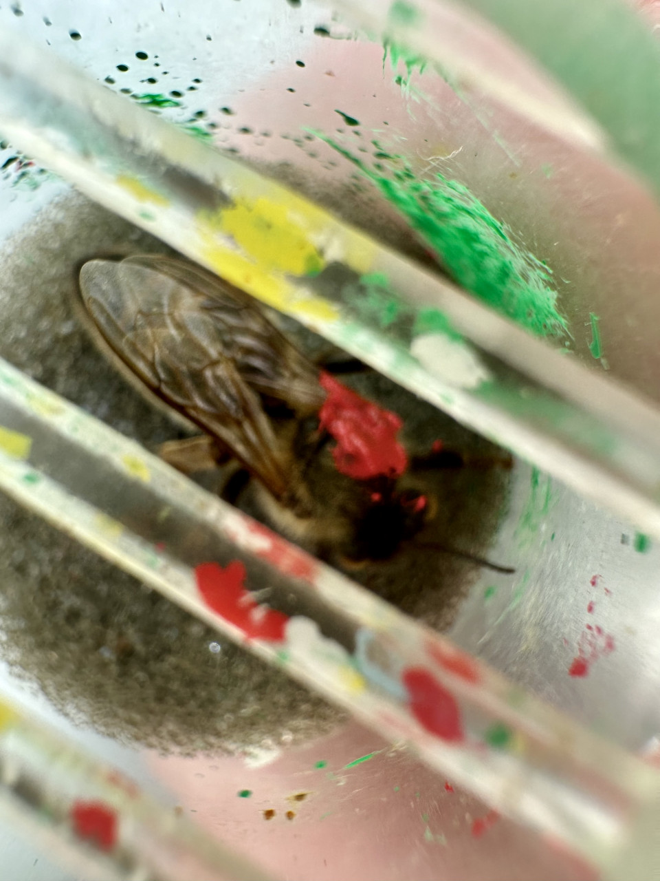 Einjährige-Fremdschwarmkönigin