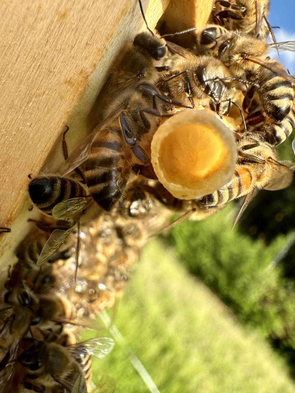 Eine noch nicht ganz verdeckelte Weiselzelle