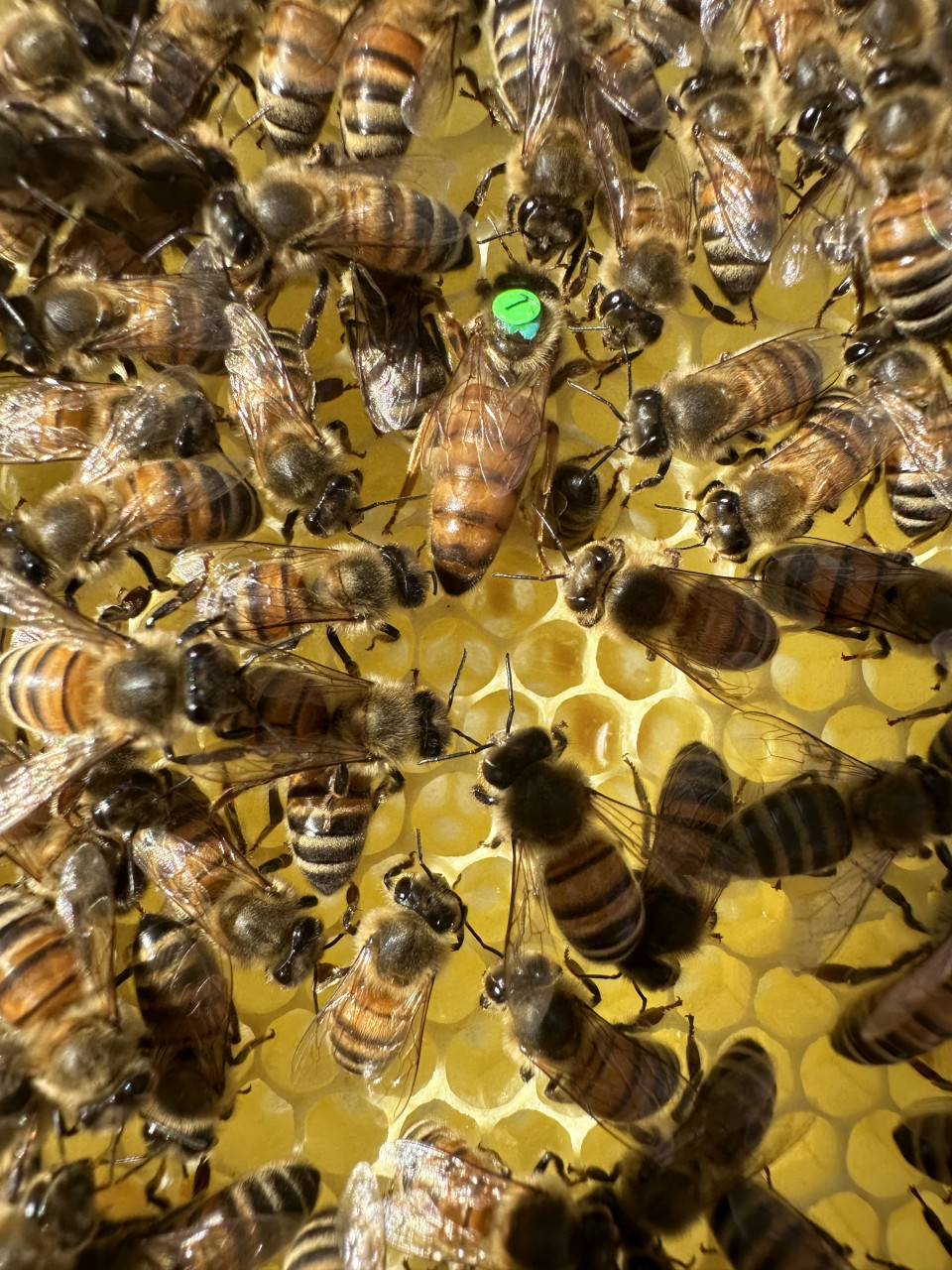 Frisch eingeweiselte Ligustika-Königin