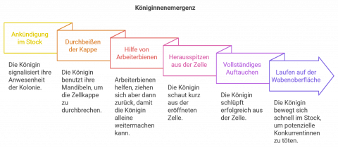 Eine Königin schlüpft