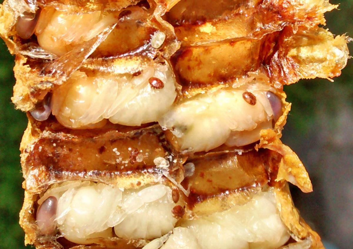 Varroa befällt bevorzugt die Brut (Quelle: Biene und Natur: https://www.bienenundnatur.de/bienenkrankheiten/varroabehandlung/so-schadet-die-varroamilbe-den-bienen-601, Abruf am 14.08.2024)