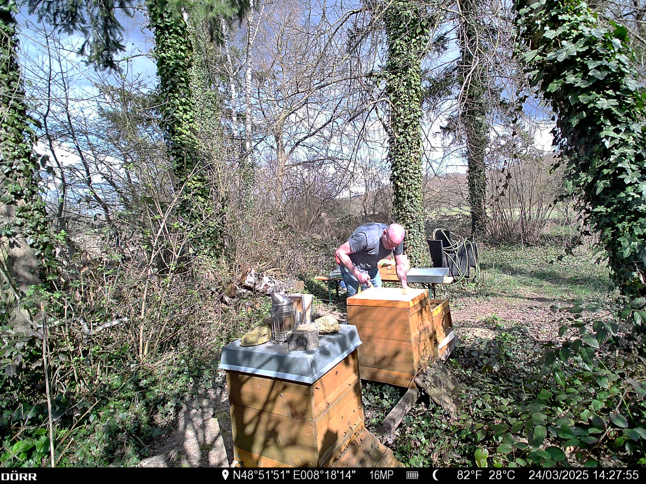 Bildung des ersten Ablegers 2025 in Muggensturm