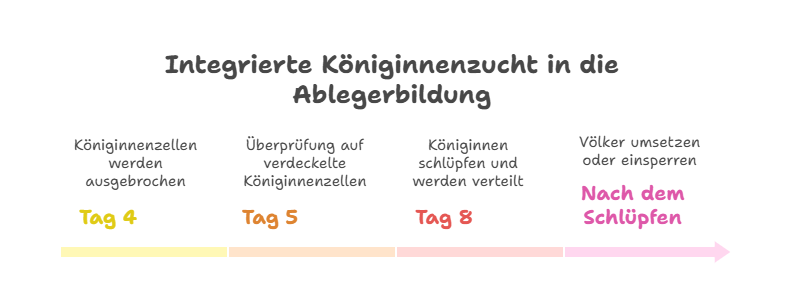 integrierte Königinnenzucht