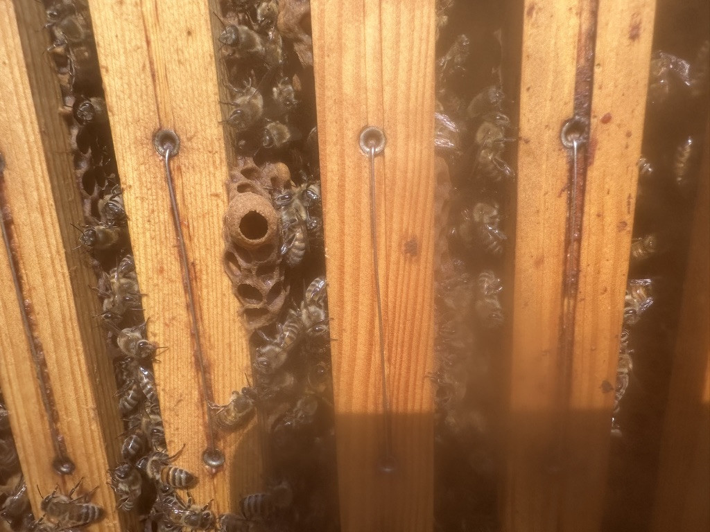 Spielnäpfchen an der Unterseite der Rähmchen weißen auf Schwarmlust hin.