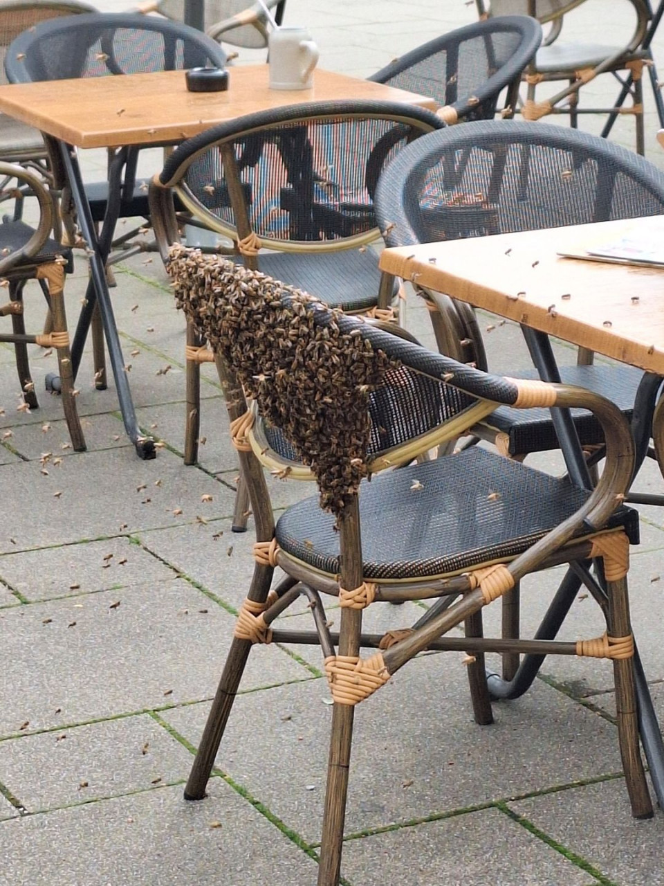 Bienenschwarm zugast im El Boléro in Kehl