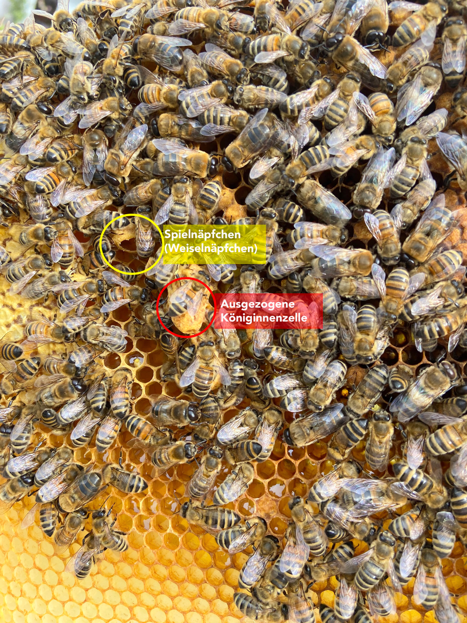 Spielnäpfchen vs. Königinnenzelle