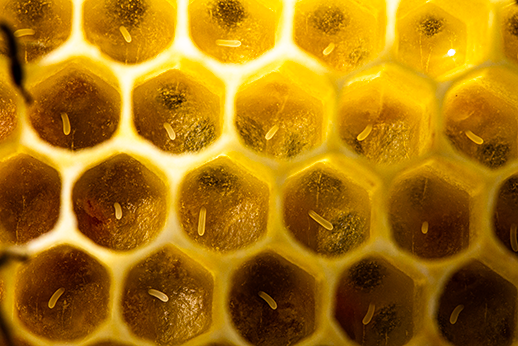 ein- bis zweitägige Stifte