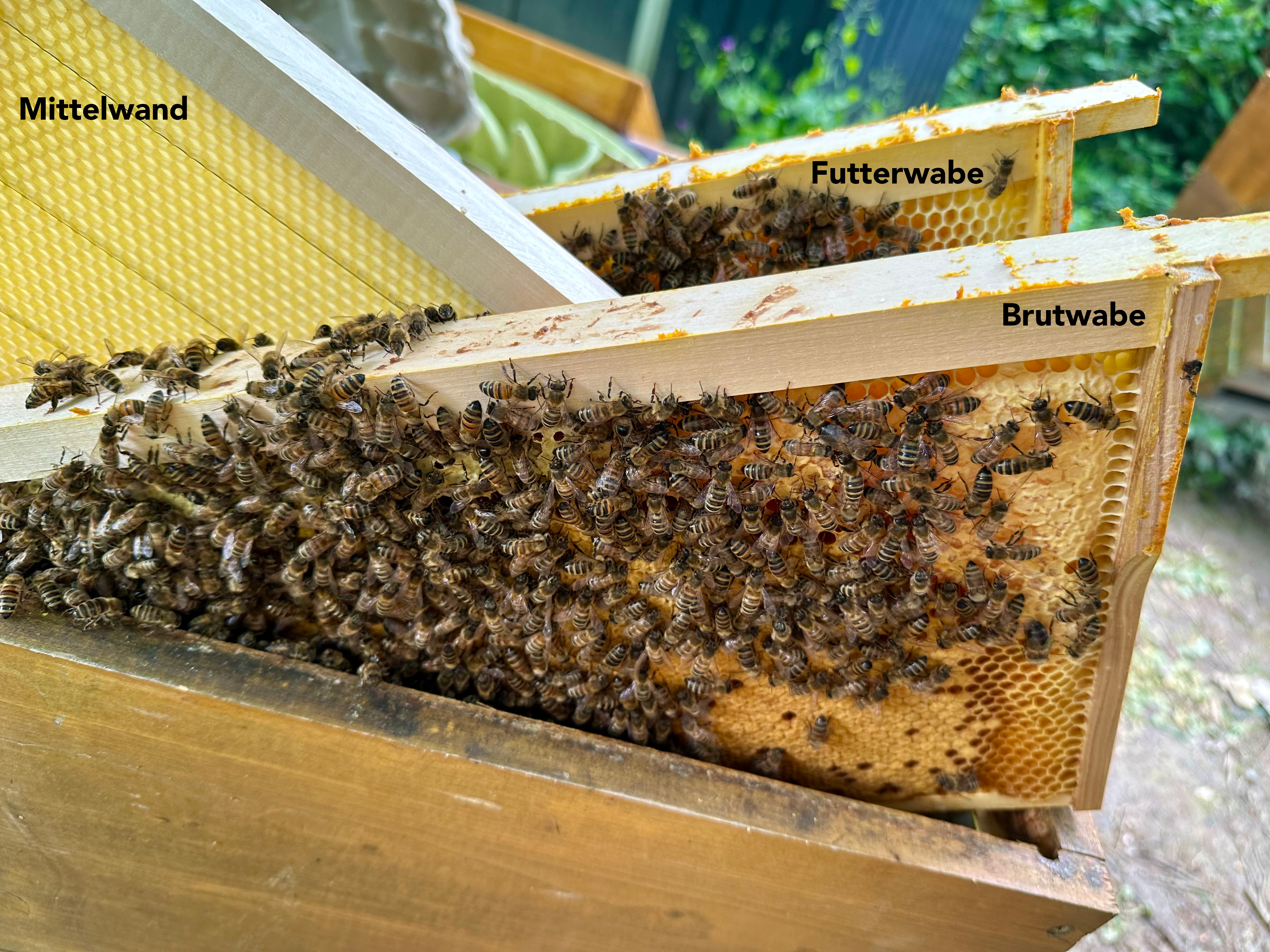 Bestückung des 1-Wabenablegers im Magazin