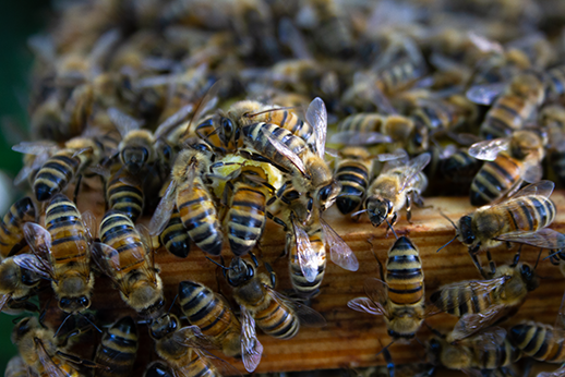 Eine Ammenbiene füttert ihre Zukünftige Königin