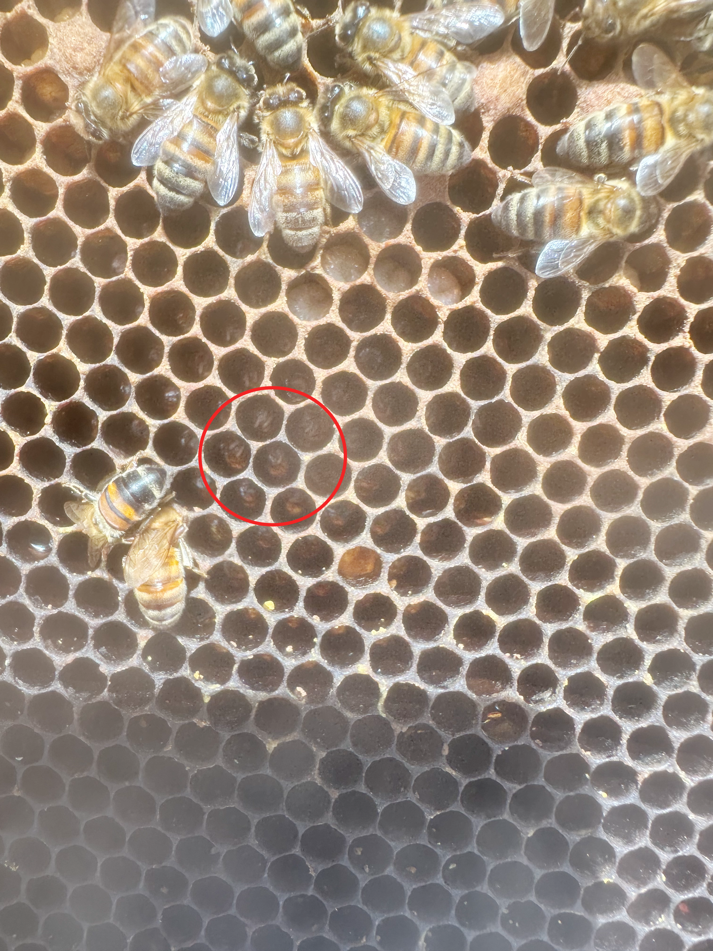 Mehrere Eier können Hinweis auf Buckelbrut sein. Mehrere Eier