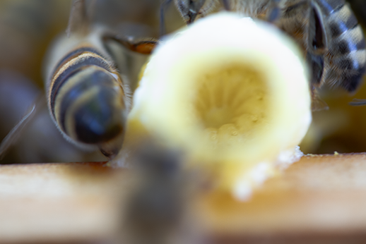 Rundmade in Weiselzelle