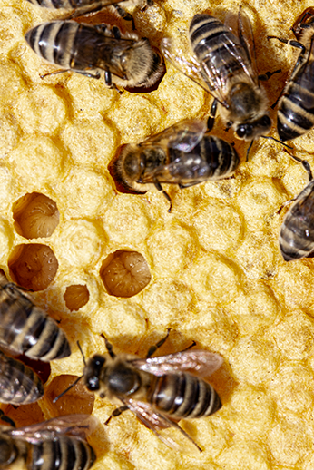 Verdeckelte Brut, Rundmaden und kurz vor der Verdecklung stehenden Brut.