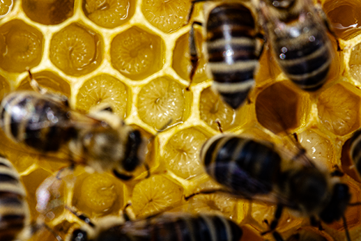 Ältere Rundmaden (ca. 5 Tage alt)