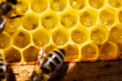 jüngste Brut und Stifte